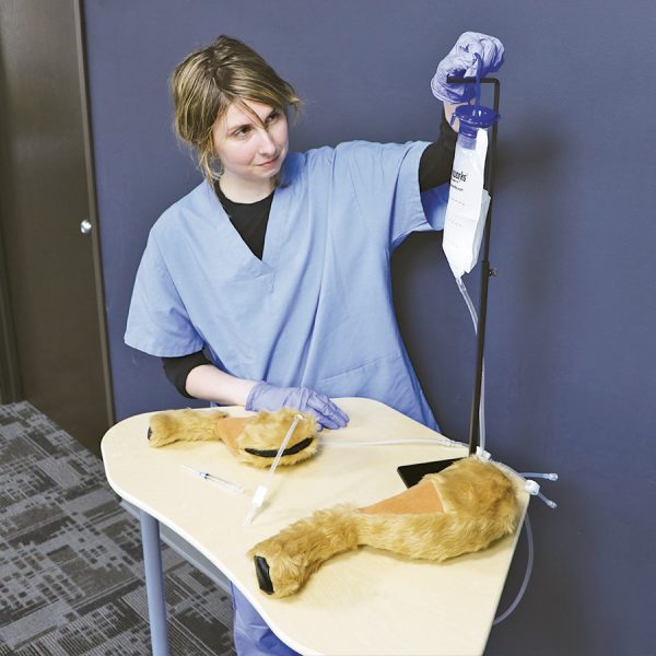 Canine Venepuncture Legs