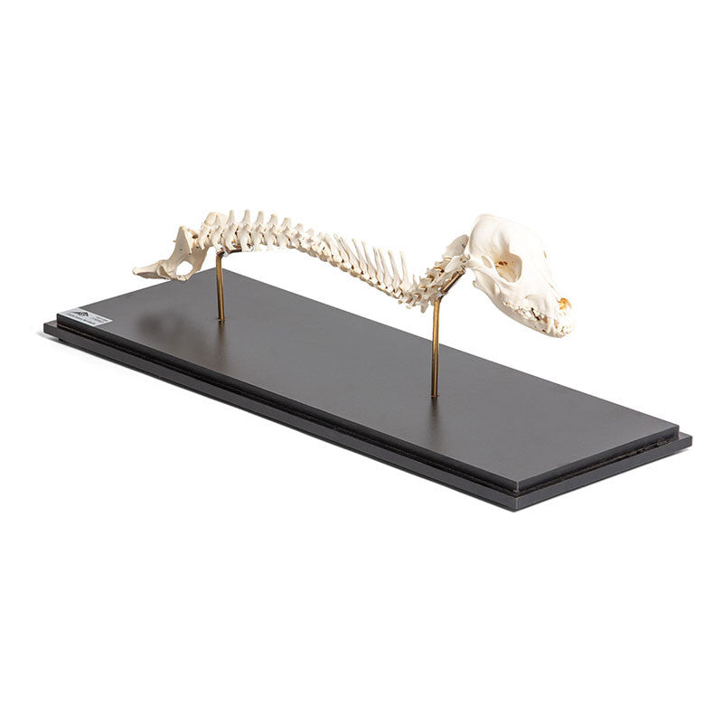 Dog Spinal Column and Head (Canis Lupus Familiaris)
