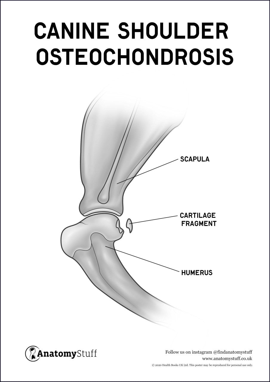 Canine Osteochondrosis Poster PDF
