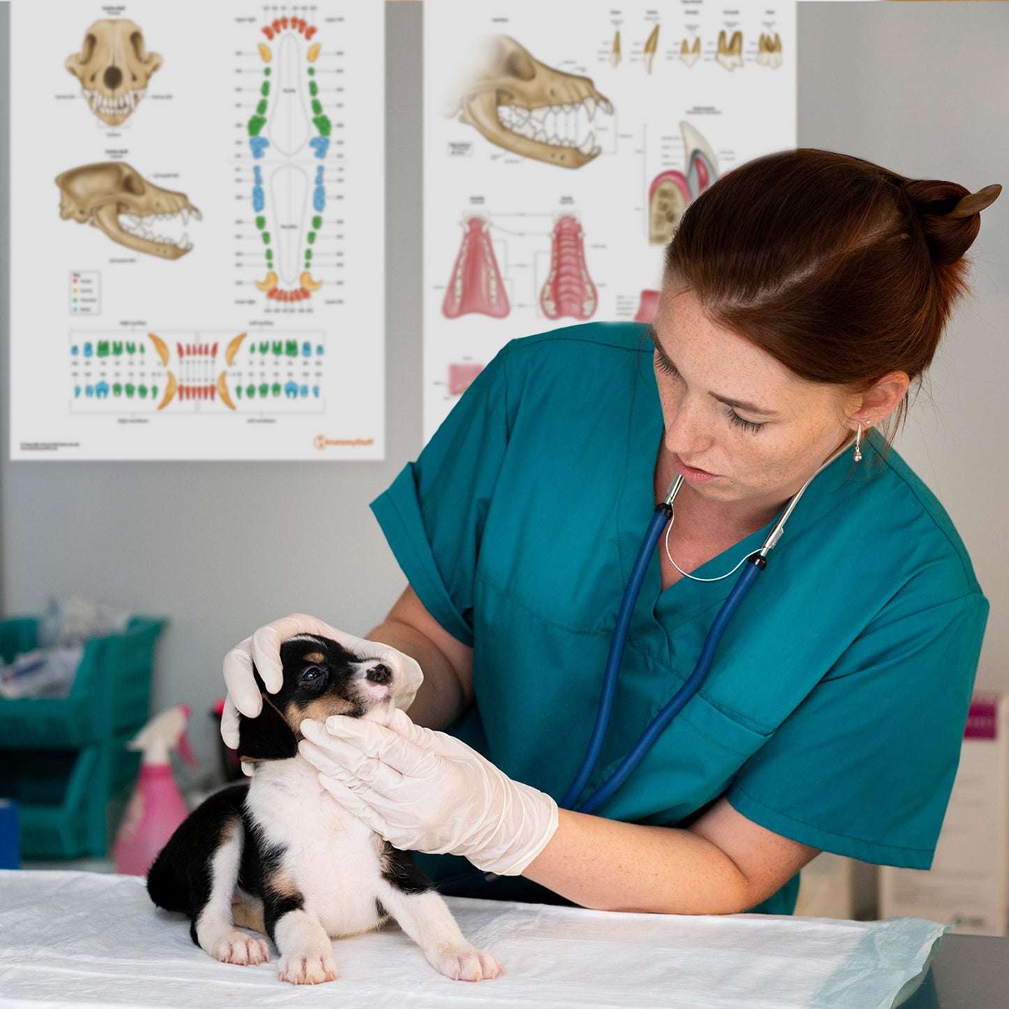 Canine Dental Anatomy Chart / Poster