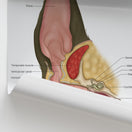 Switch Canine Ear Anatomy Print (Small 20 x 25 cm) 3 image