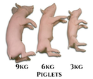 Switch Piglet Bolt Gun Training Models - Non-Penetrating 3 image