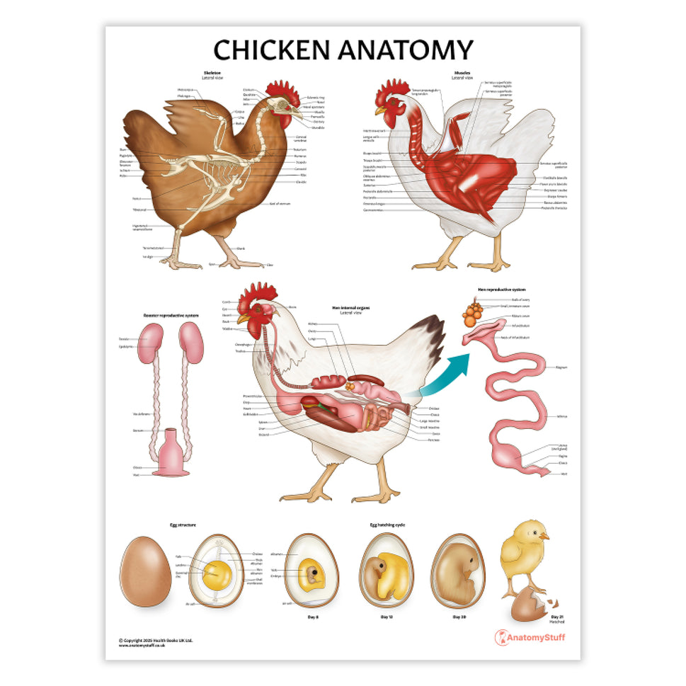 Farm Anatomy 4 Poster Collection