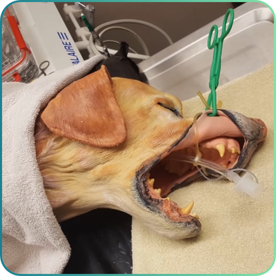 Clinical Skills and Simulation
