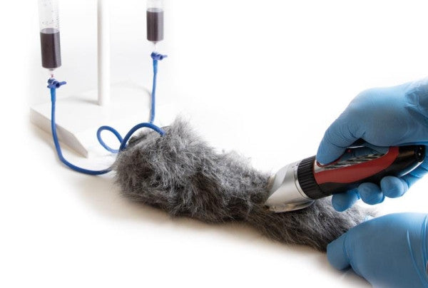 Iv Injection Inn Dogs Canine IV Injection Leg | Dog Intravenous Injection Trainer | AnatomyStuff