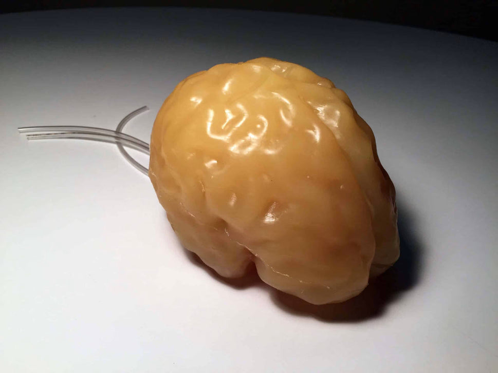 Adult Brain Phantom (Complex) for X-Ray CT, US, MRI