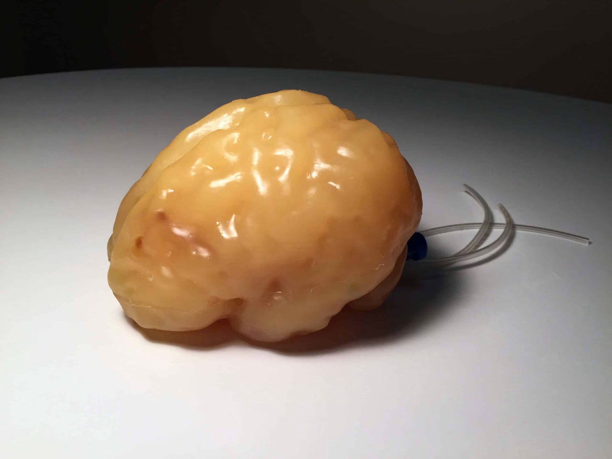 Adult Brain Phantom (Complex) for X-Ray CT, US, MRI