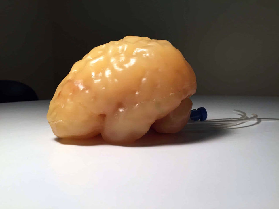 Adult Brain Phantom (Complex) for X-Ray CT, US, MRI