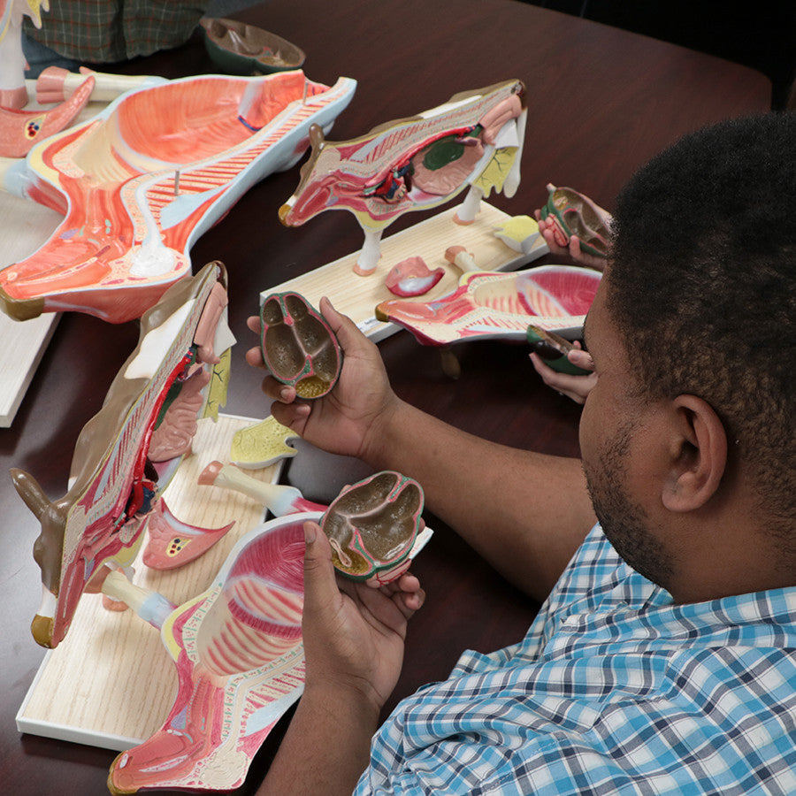 Internal and External Cow Anatomy Model