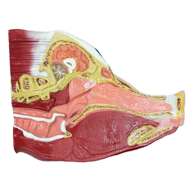 Cross Section View Of Detachable Pig Head