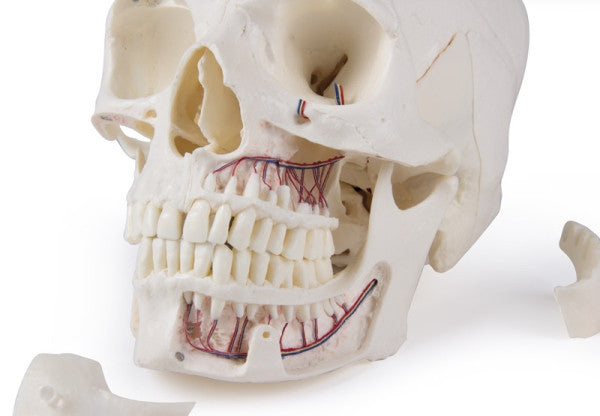 Magnetic Demonstration Skull Model (14 Part)