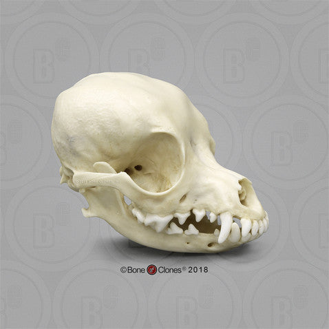 Deer Head Chihuahua Skull Model