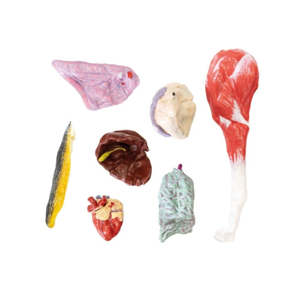 Organ Inserts of the Dog Model