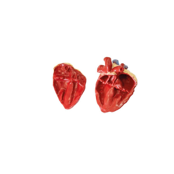 Heart Organ Insert of the German Shepherd Canine Model
