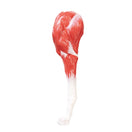 Switch Leg of the Canine Model 2 image