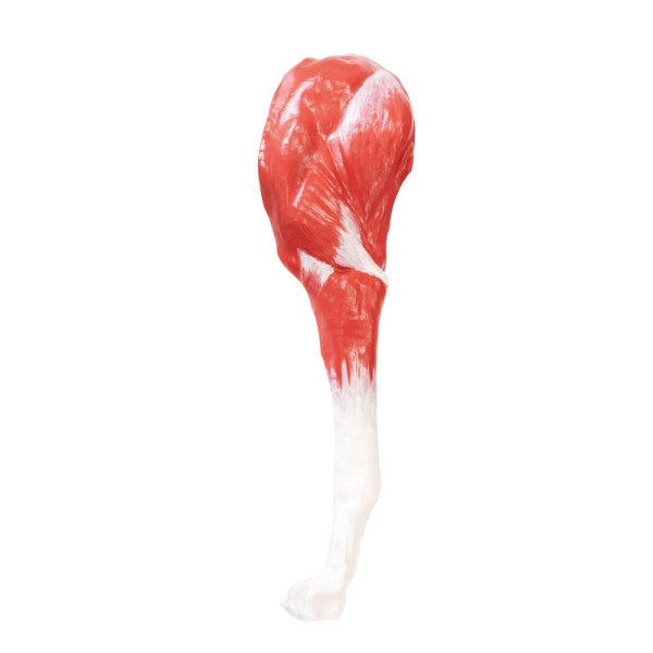 Leg of the Canine Model