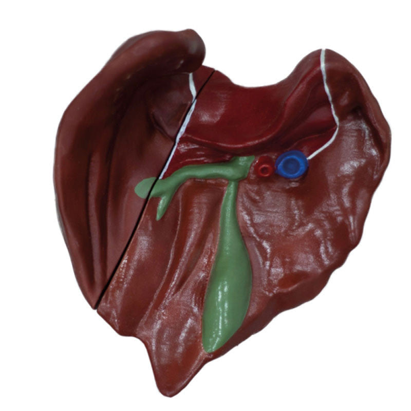 Demonstration Pig Liver