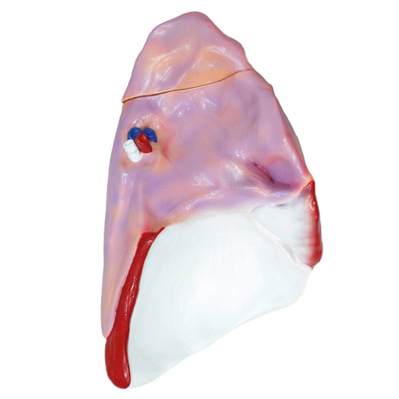 Demonstration Pig Model Lung