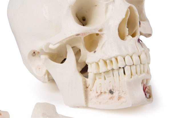 Magnetic Demonstration Skull Model (14 Part)