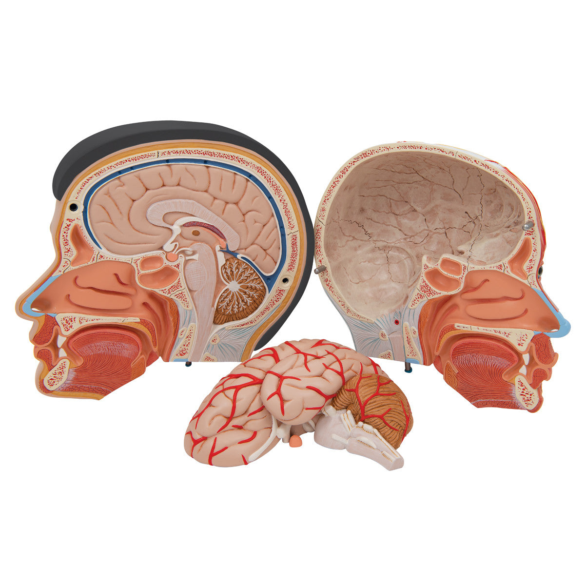 Deluxe Asian Head and Neck Model (4 Part)
