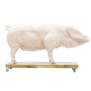 Switch Outer skin of Didactical Pig Model 2 image