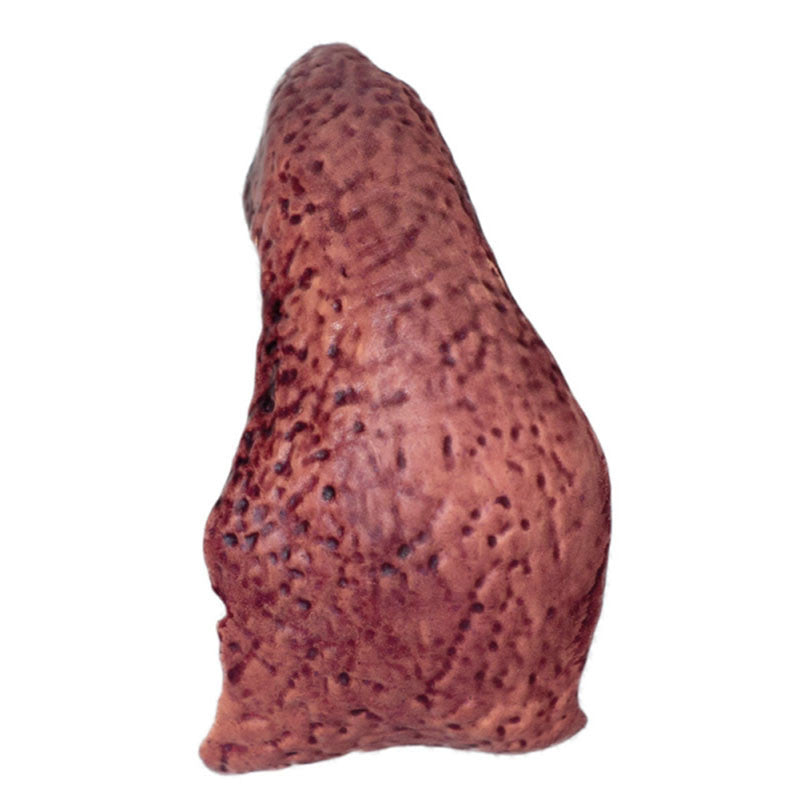 Parotid Gland - Didactical Pig Model