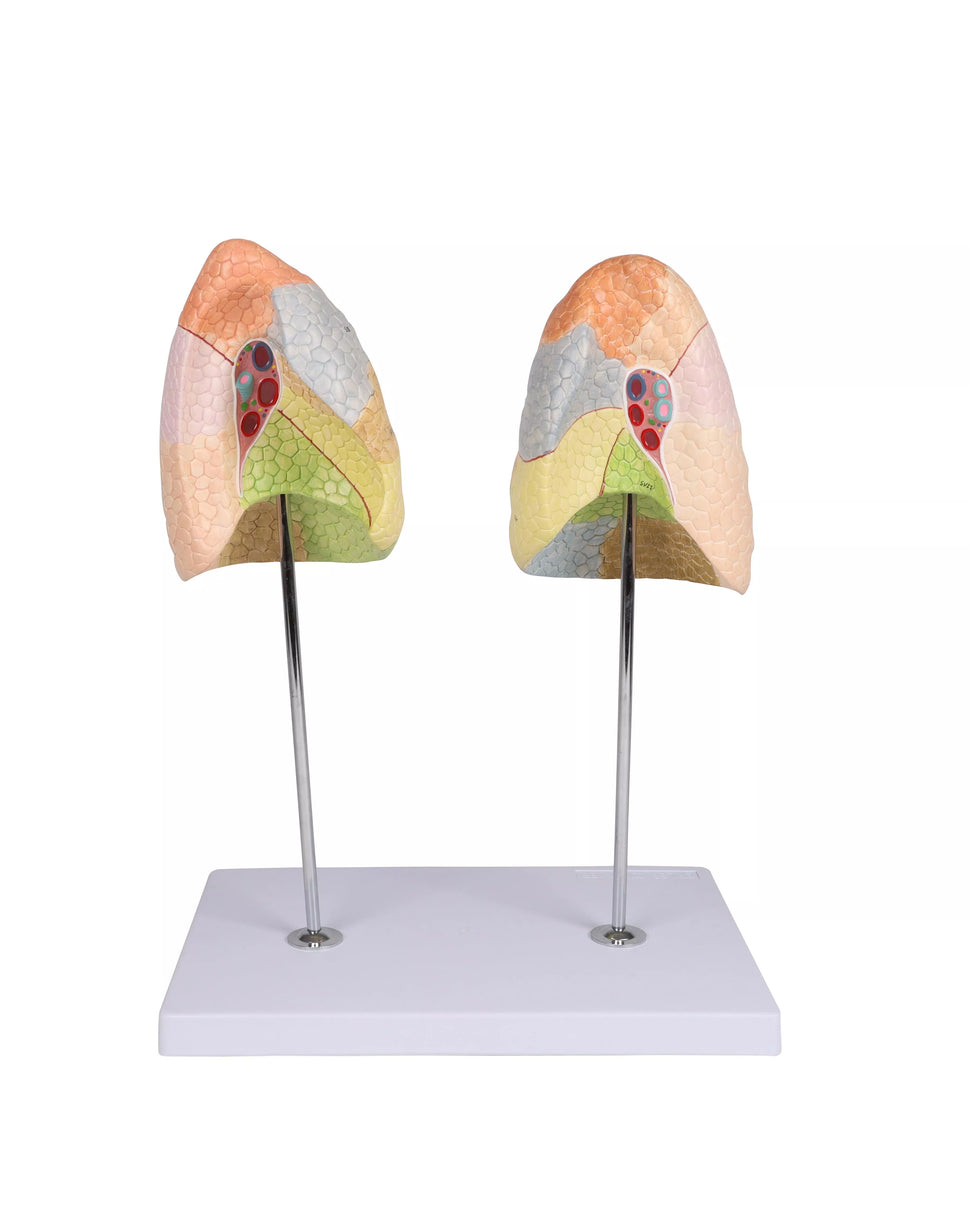 Didactic Lung Model (2 part)