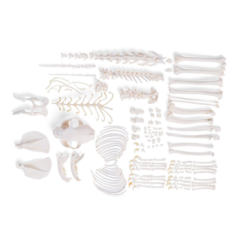 Disarticulated Cat Skeleton (Felis Catus)