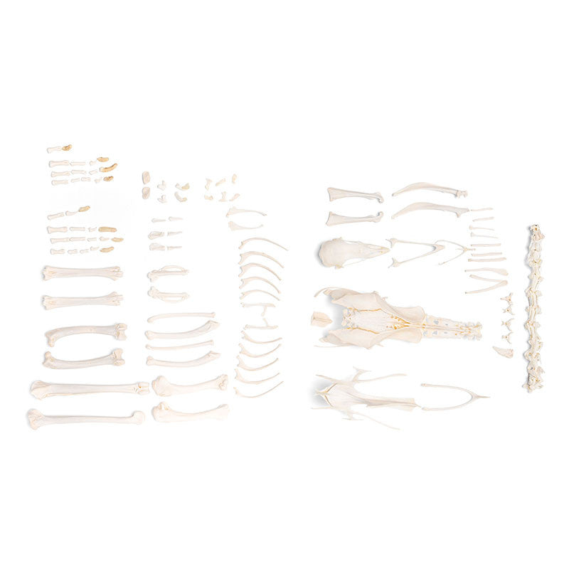 Disarticulated Chicken Skeleton (Gallus Gallus Domesticus)