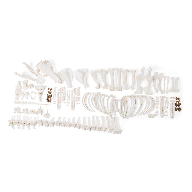 Disarticulated Pig Skeleton (Sus Scrofa Domesticus)
