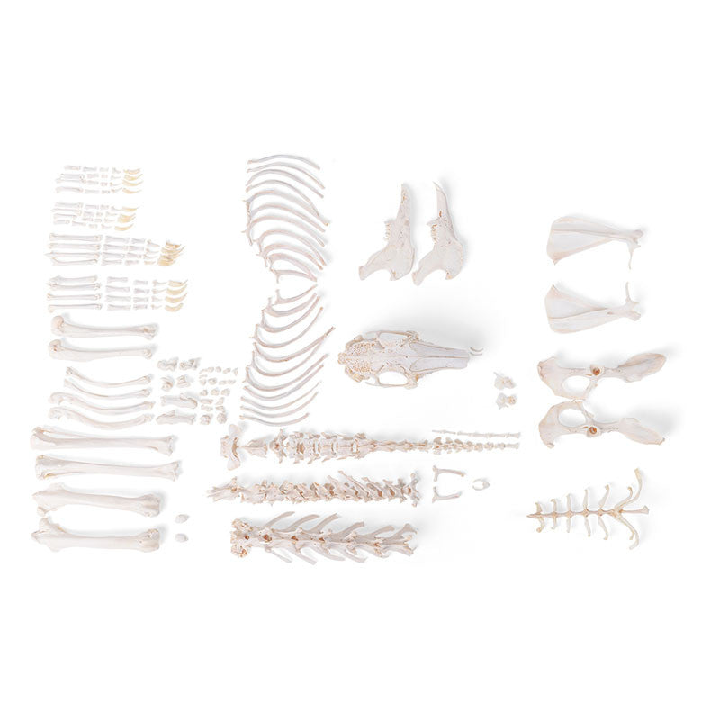 Disarticulated Rabbit Skeleton (Oryctolagus Cuniculus var. Domestica)