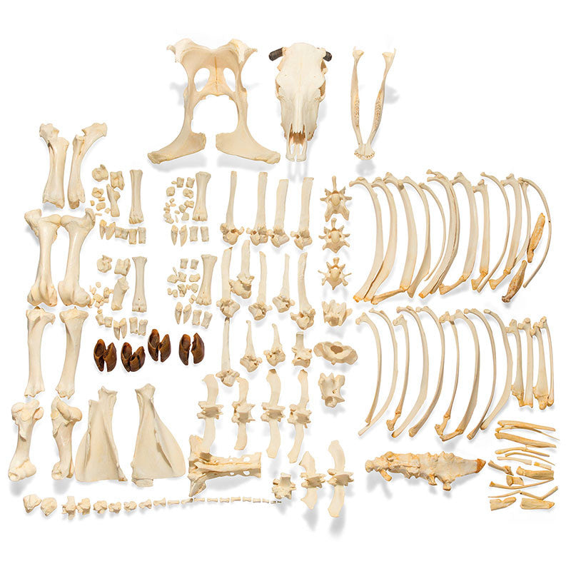 Disarticulated Bovine Skeleton