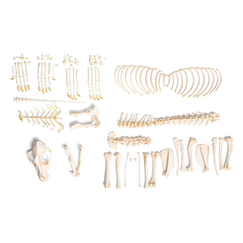 Disarticulated Dog Skeleton (Canis Lupus Familiaris, Medium)