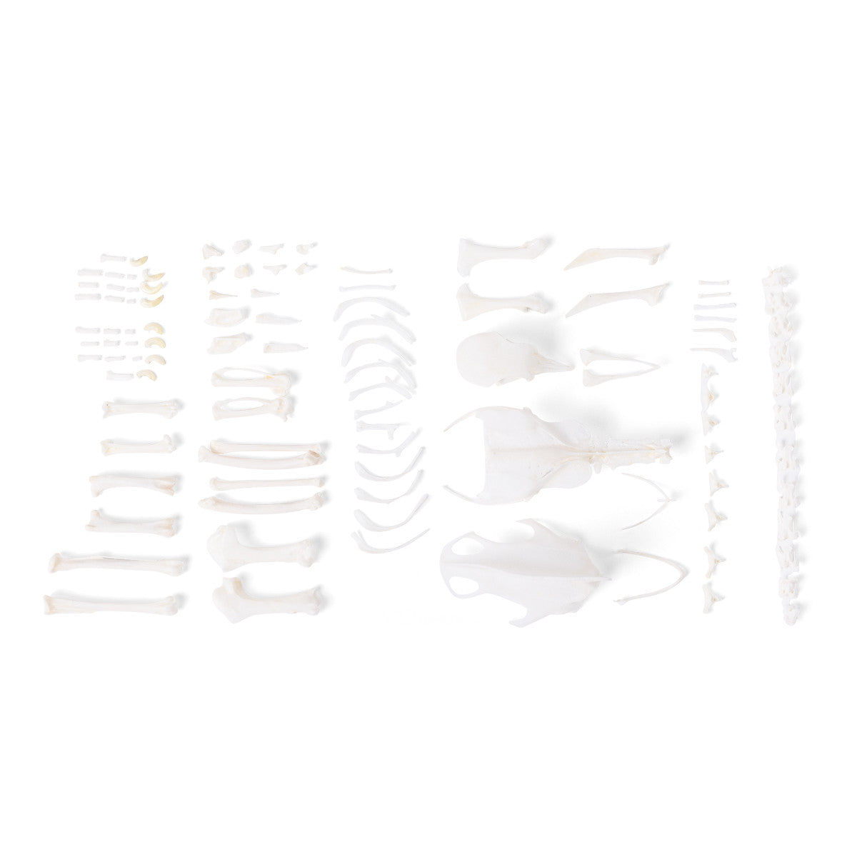 Disarticulated Pigeon Skeleton (Columba Livia Domestica)