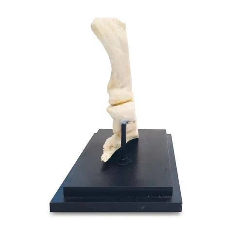 Horse Pastern Model (Longitudinal Section)