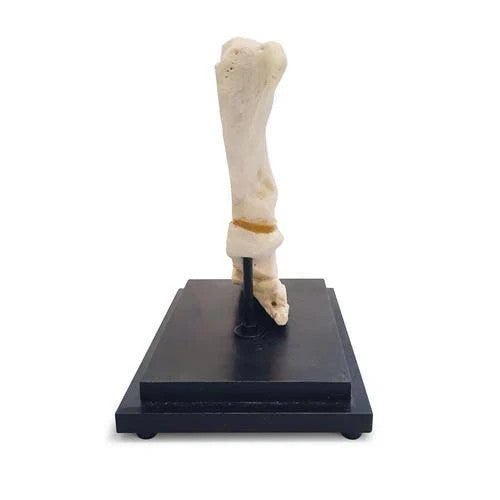 Horse Pastern Model (Longitudinal Section)