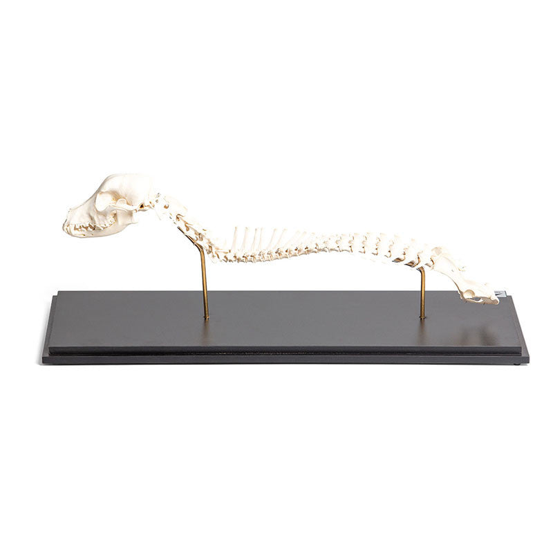 Dog Spinal Column and Head (Canis Lupus Familiaris)