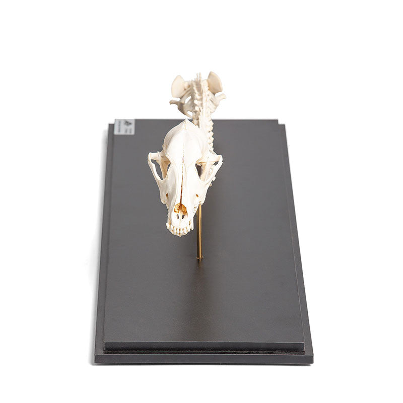 Dog Spinal Column and Head (Canis Lupus Familiaris)