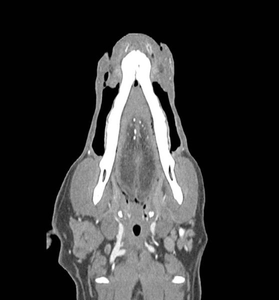 Dog Phantom Models for CT and X-Ray