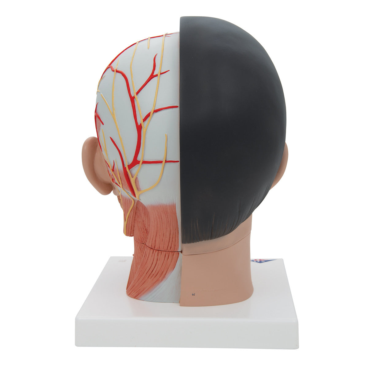 Deluxe Asian Head and Neck Model (4 Part)