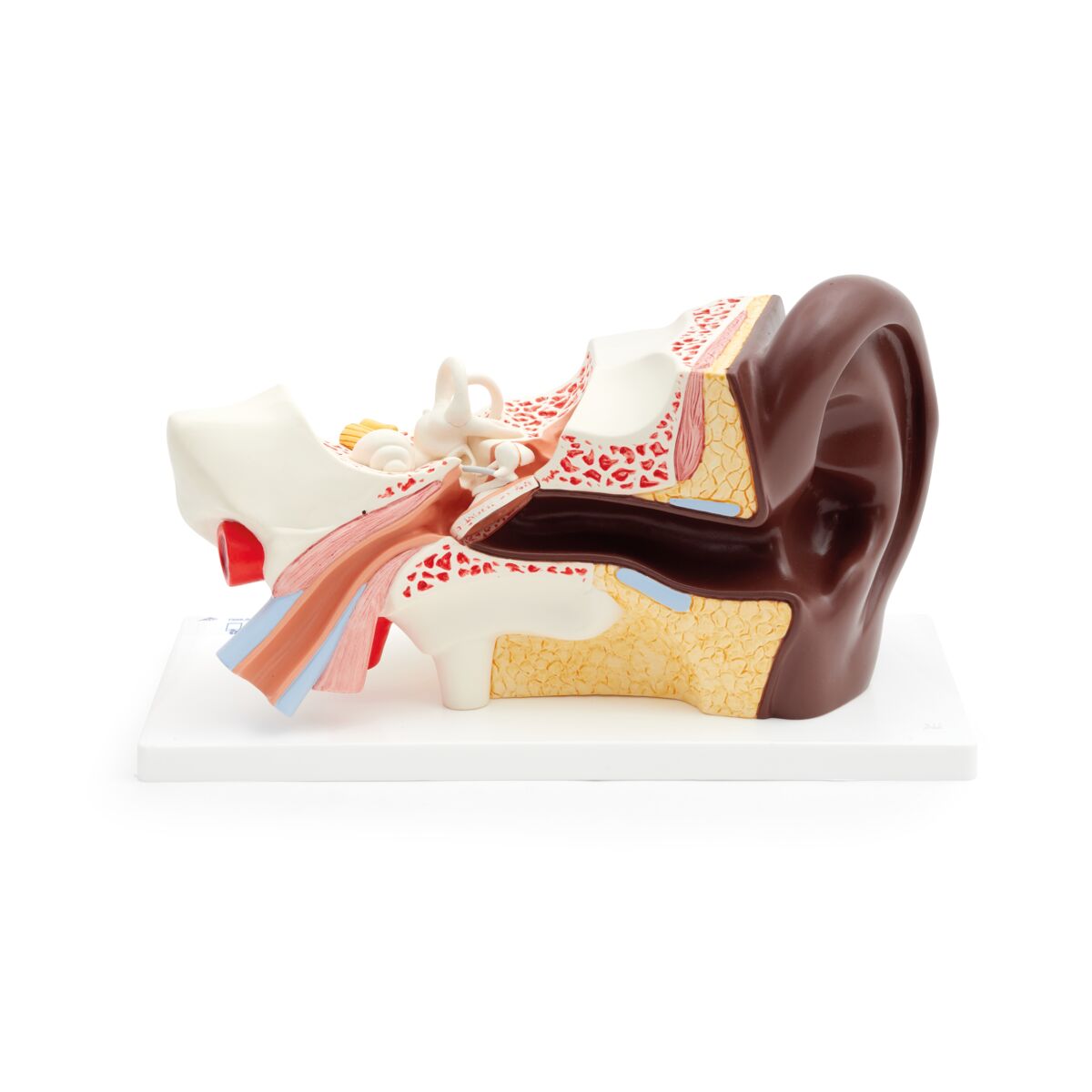 Ear Anatomy Model (3 times life size, 4 part)