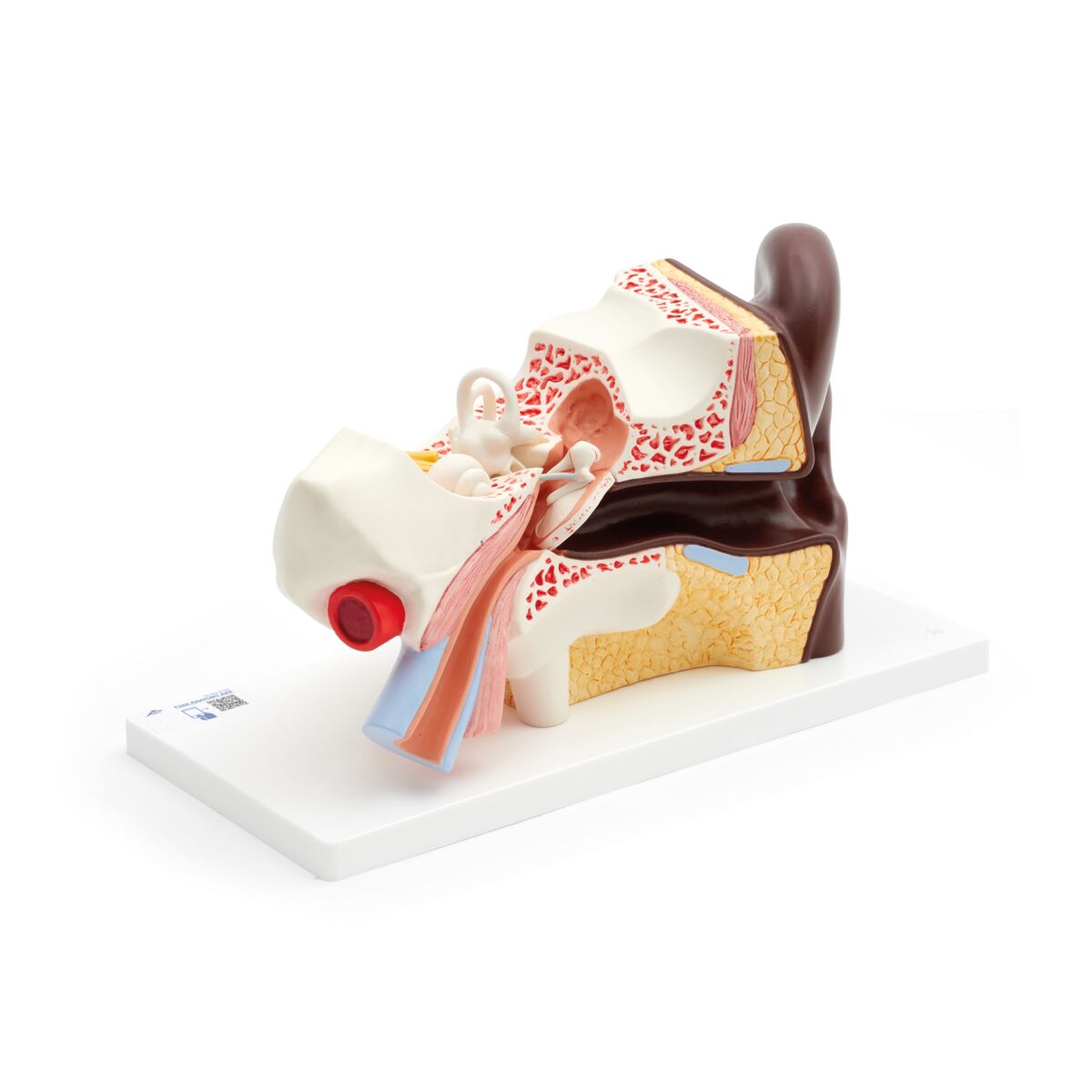Ear Anatomy Model (3 times life size, 4 part)