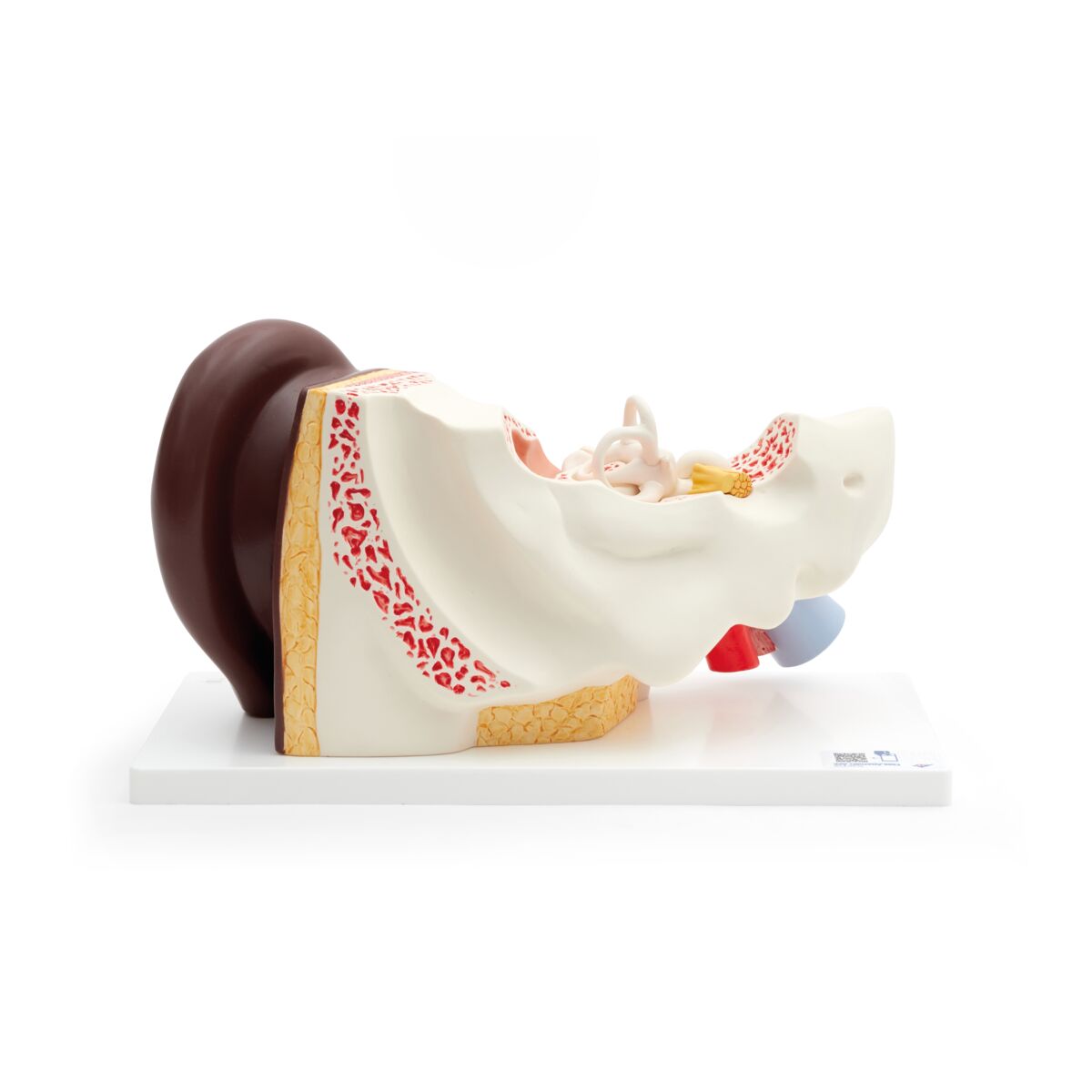 Ear Anatomy Model (3 times life size, 4 part)