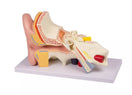 Switch Ear Model 3 times Life-Size (4 parts, With Augmented Anatomy App) E210 Image 2 2 image