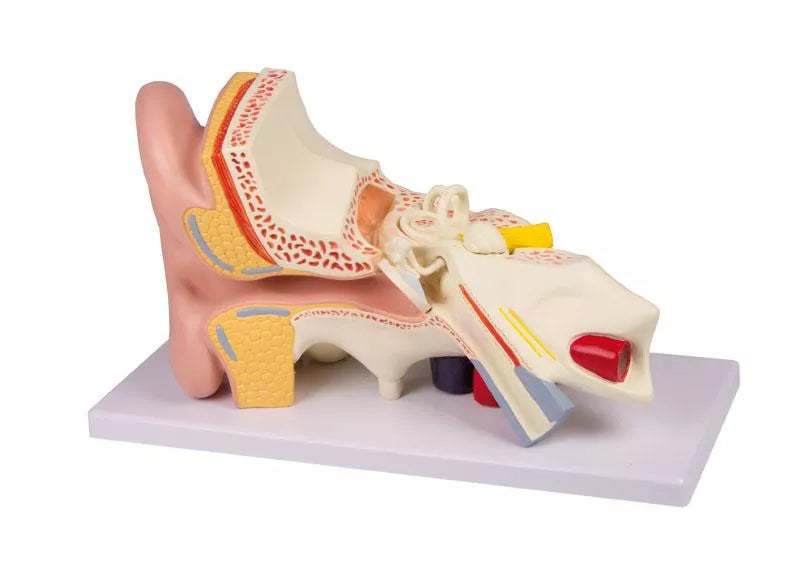 Ear Model (3 times life-size, 4 parts, with Augmented Anatomy App)