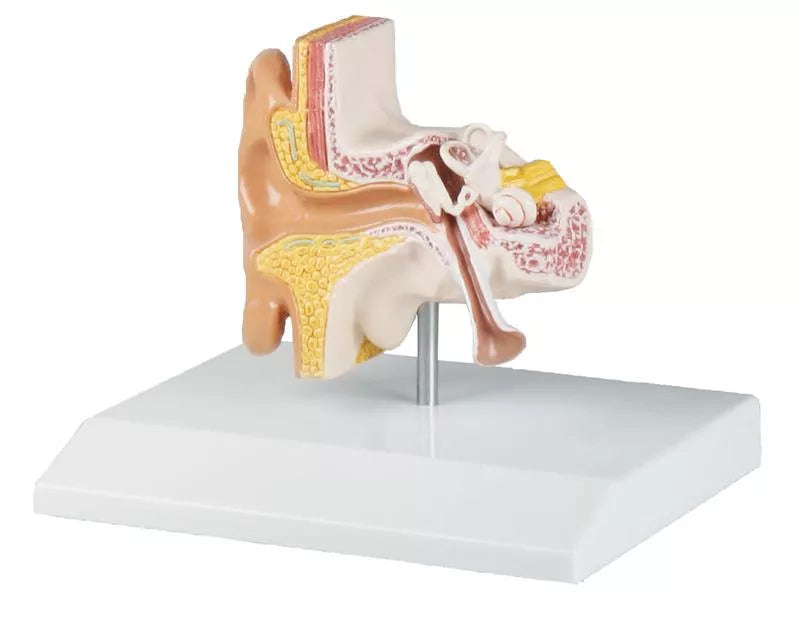Ear Model 1.5 Times Life Size (With Augmented Anatomy App)