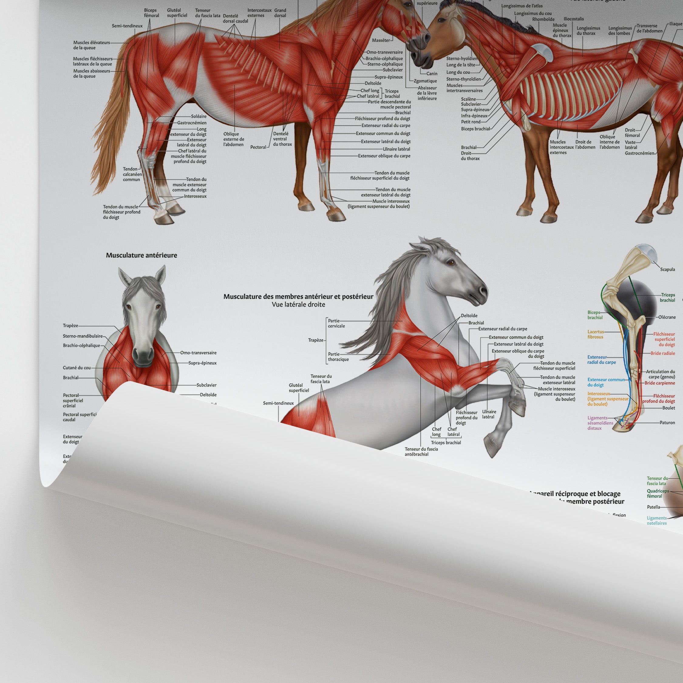 Anatomie Musculaire Équine Poster | French Horse Muscles Chart ...