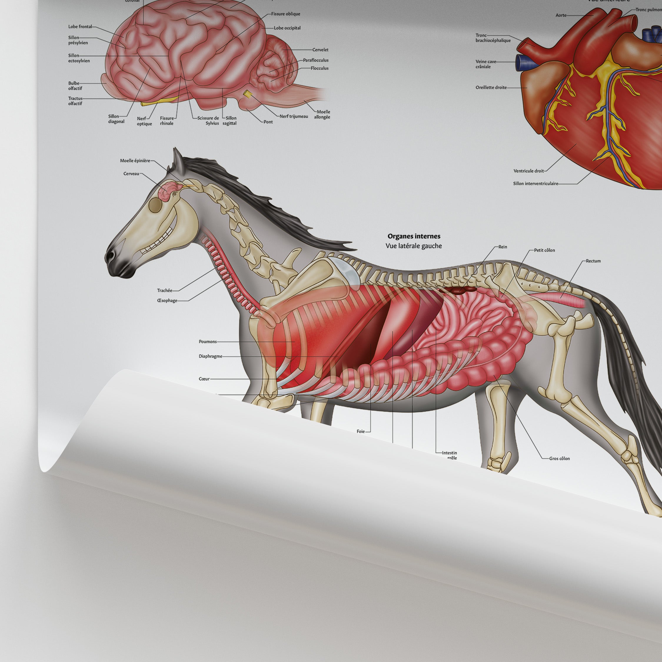 Anatomie Interne Équine Poster | French Horse Organs Chart – AnatomyStuff