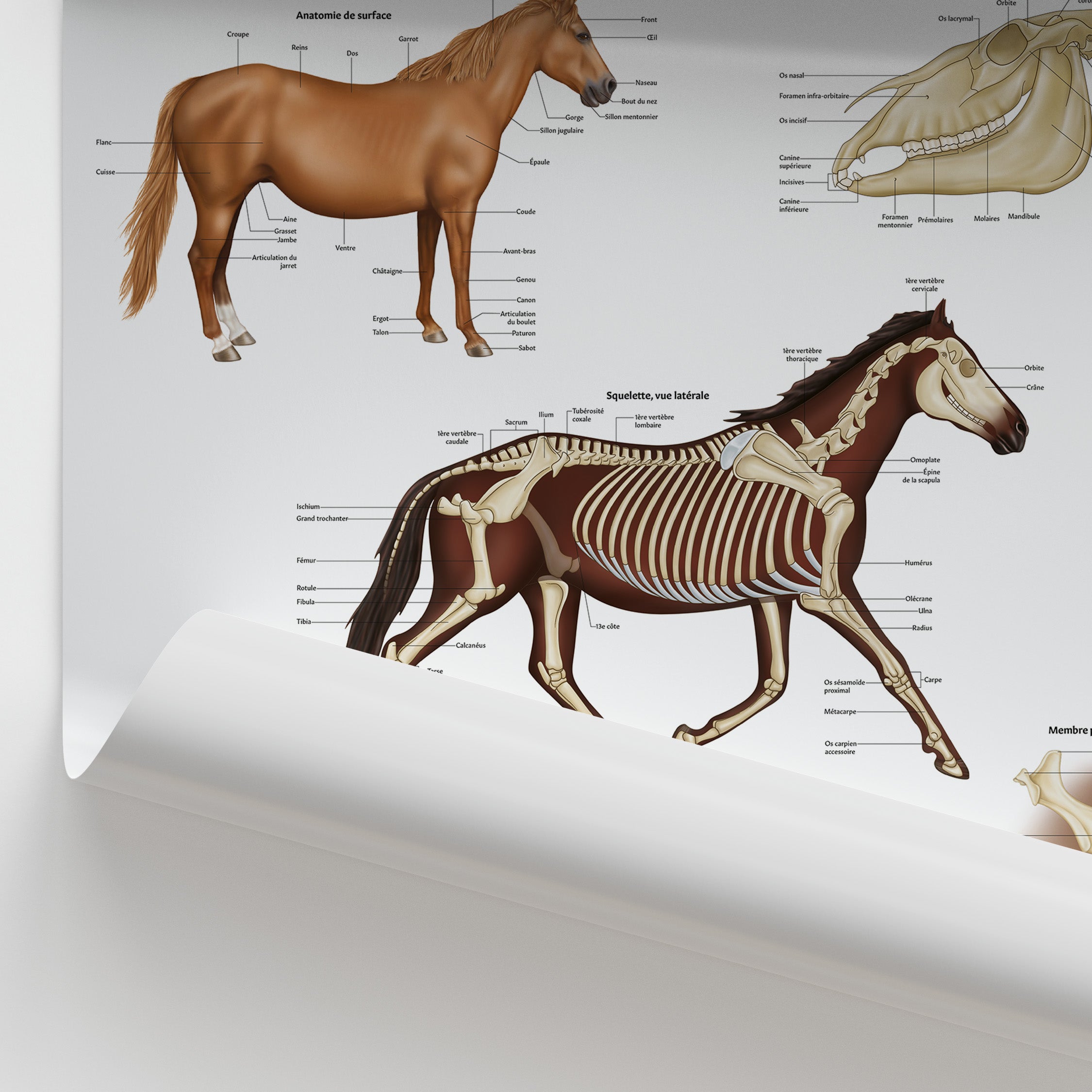 Anatomie Squelettique Équine Poster | French Horse Skeleton Anatomy ...