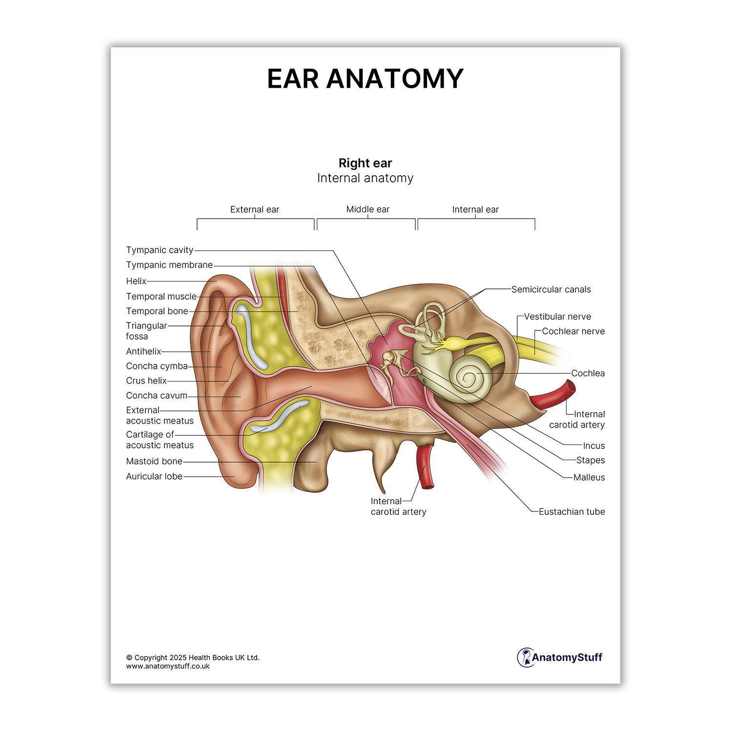 Ear Anatomy Print (Small 20 x 25 cm)